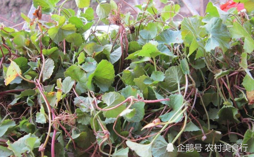 农村这种植物名叫"冰糖草"清热解毒又止痒,下次见到要珍惜