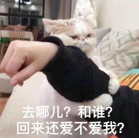 沙雕表情包重出江湖,来了一票小猫猫,这场面一度失控
