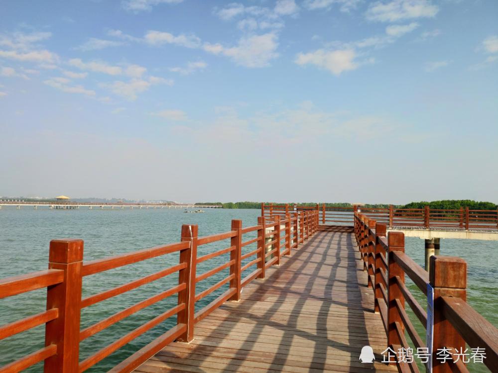 电白水东湾红树林湿地,独特的"海上森林"景观