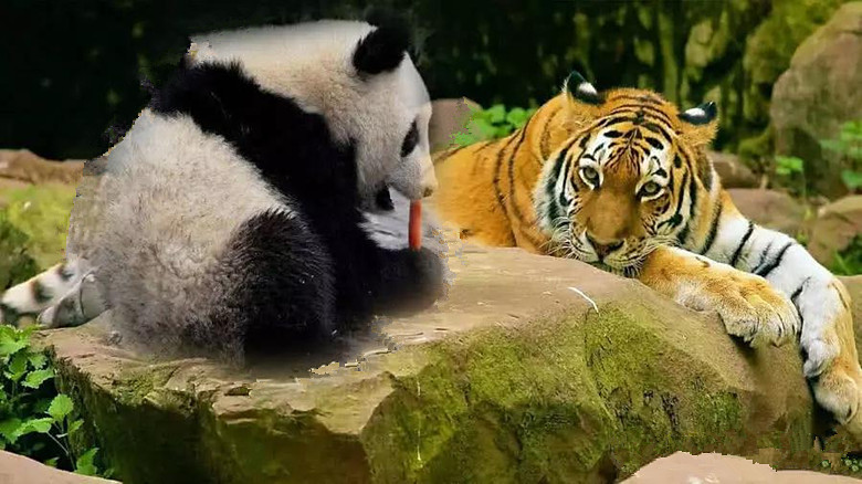 国宝大熊猫又萌又蠢,却让老虎闻风丧胆,没想到竟是因为这原因?