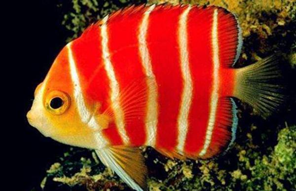 地球上10大最名贵的观赏鱼,第三红薄荷神仙,第