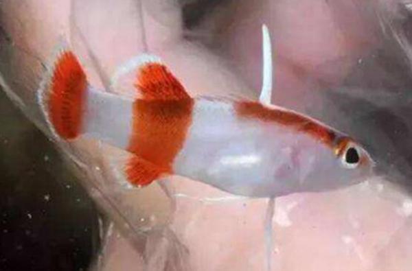 地球上10大最名贵的观赏鱼,第三红薄荷神仙,第