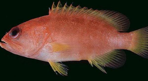 地球上10大最名贵的观赏鱼,第三红薄荷神仙,第