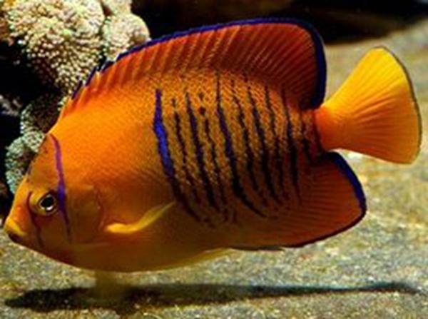 地球上10大最名贵的观赏鱼,第三红薄荷神仙,第