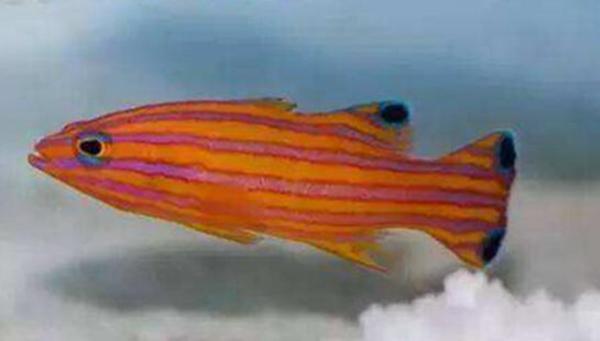 地球上10大最名贵的观赏鱼,第三红薄荷神仙,第