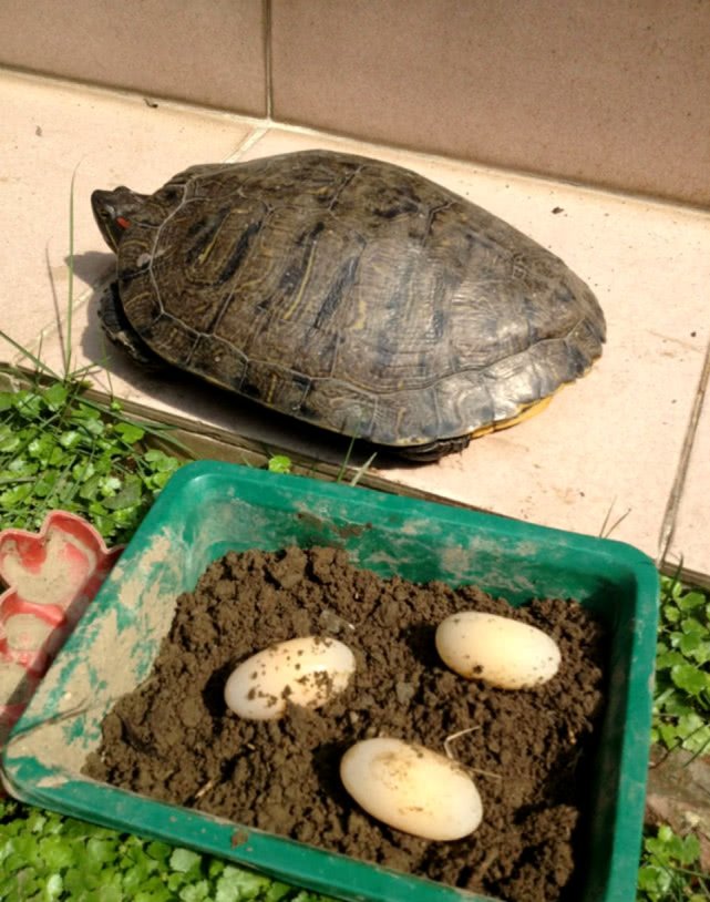 家中乌龟产下蛋,男子兴致勃勃拿去煮,敲开后却被这幕