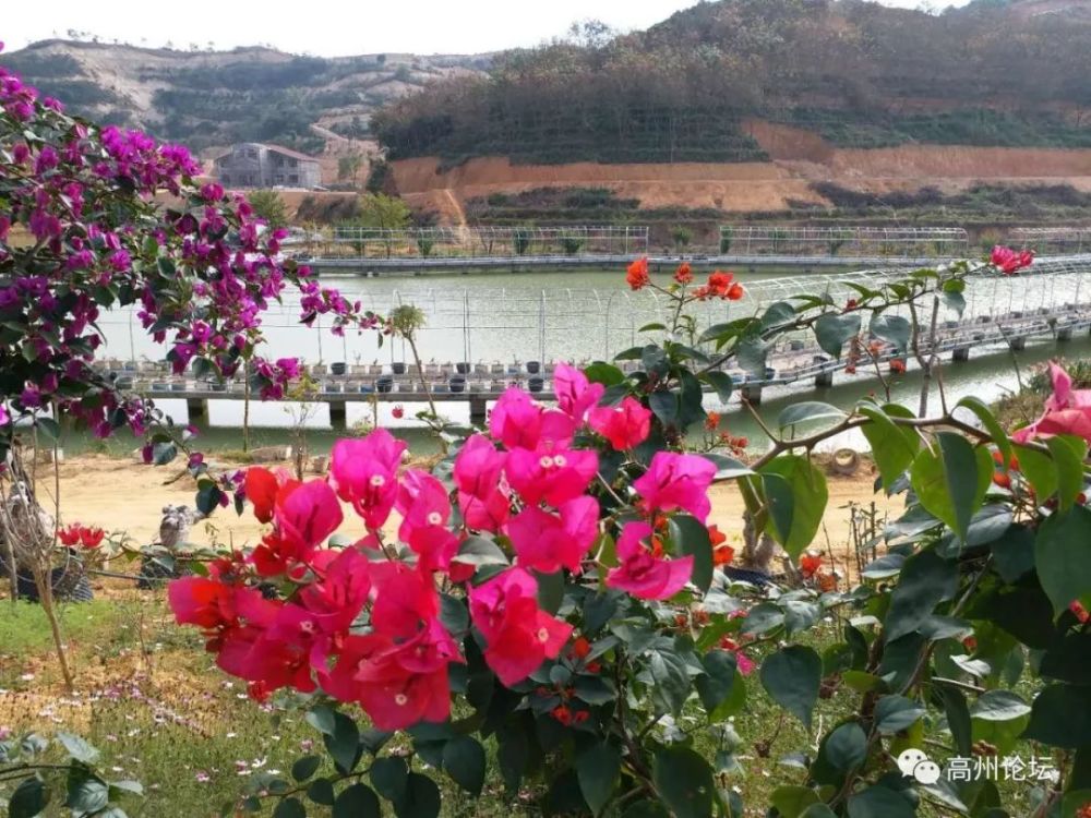 玉龙山乡村生态旅游风景区位于高州城东的谢牛岭山脚下,离高州市城区