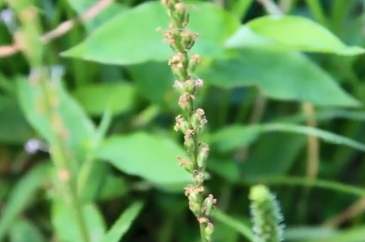 这野草被称为"尿床草",烹煮成小菜既美味又明目,你们