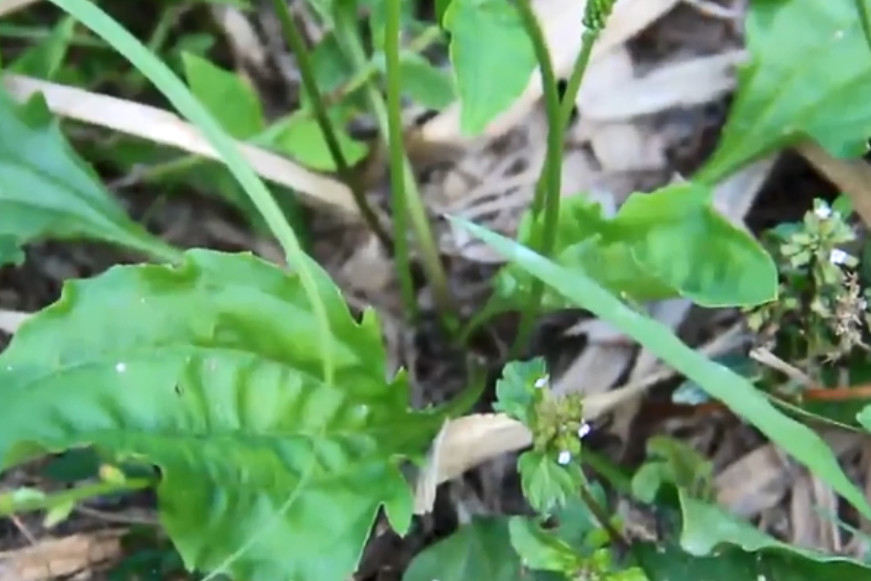 这野草被称为"尿床草",烹煮成小菜既美味又明目,你们