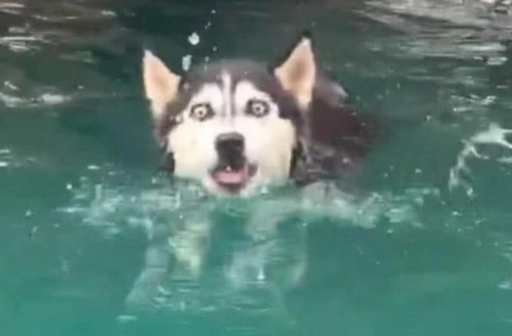 能在海里游泳的哈士奇到泳池却怂了,表情包丢