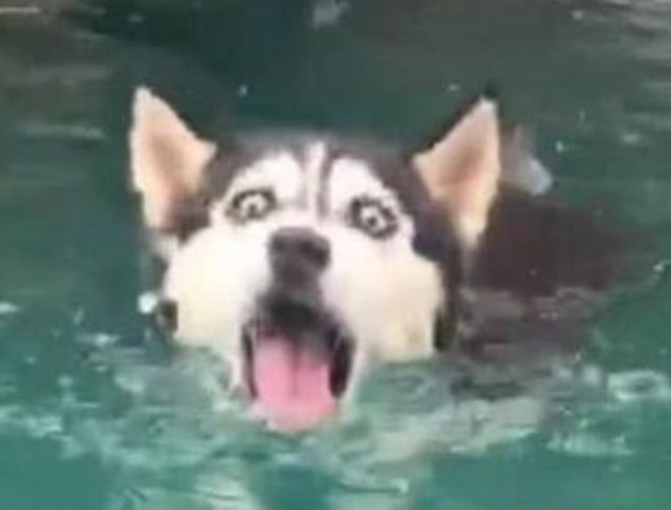 能在海里游泳的哈士奇到泳池却怂了,表情包丢