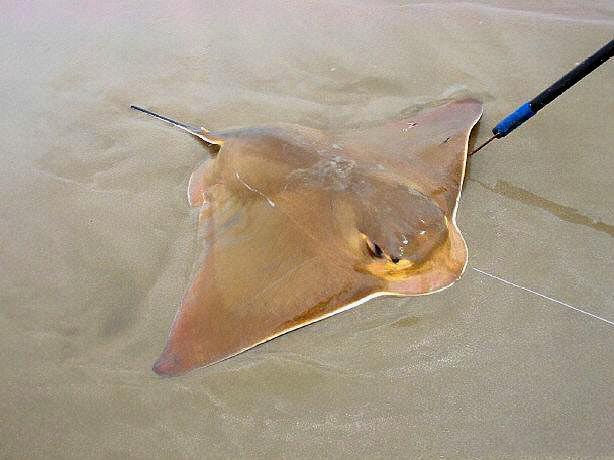 青岛人说的老板鱼是什么鱼?尾巴一根长针有