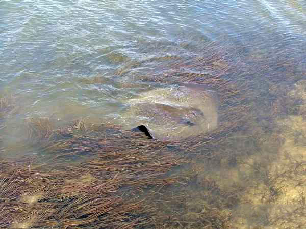 青岛人说的老板鱼是什么鱼?尾巴一根长针有