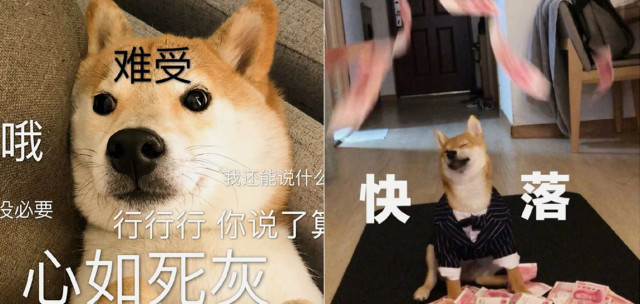 蠢萌·柴犬表情包:已经心如死灰的"我","你"却很快落!