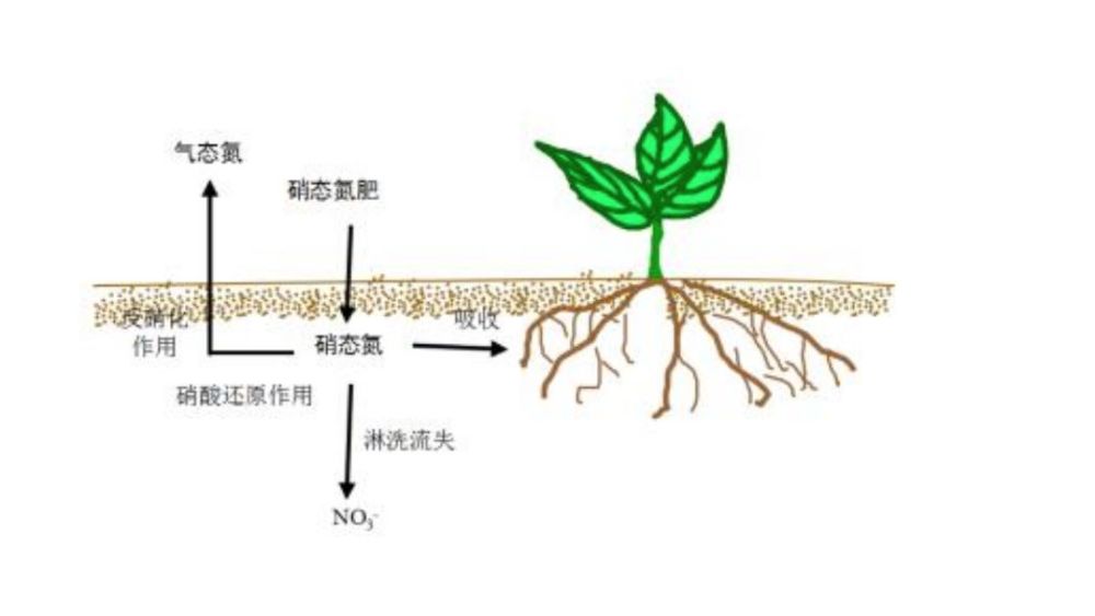 氮元素的生理作用详解