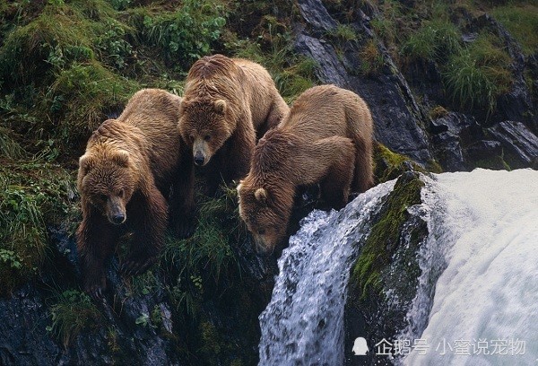 岛棕熊是所有棕熊中体型最大的亚种,它们拥有更加强大的力量和咬合力