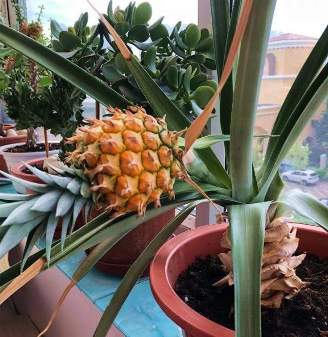 全当盆栽养,最近看了一位黑龙江的花友,竟然把菠萝给种结果了,还直播