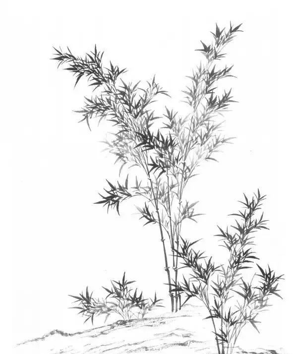 晴竹仰叶之二,厚实丰满,叶丛大小匀称,以表示根壮叶茂的厚重气势.