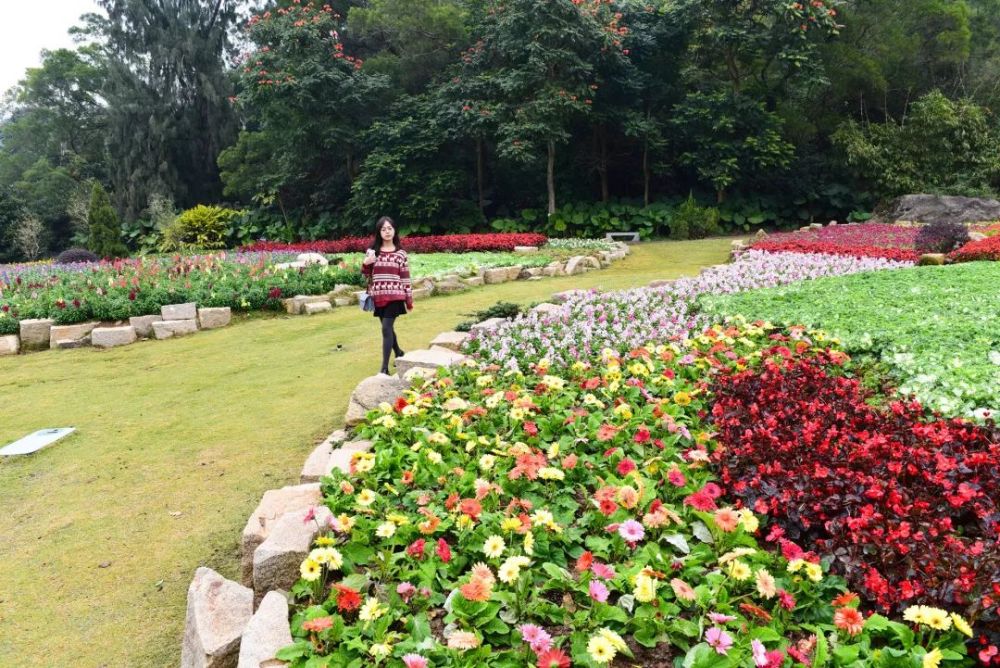 园林植物园的花卉园大片的花海(摄影:谢雨真)