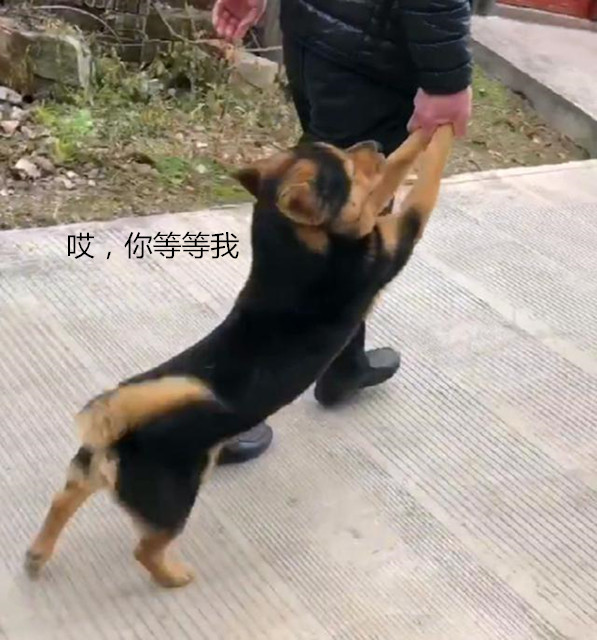 田园犬偷跑出门玩,被主人连拖带拽赶回家,不敢