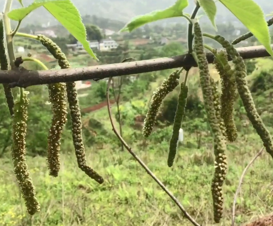 农村这种树上的花真奇葩,看似一条毛毛虫,但裹满面粉蒸熟很美味