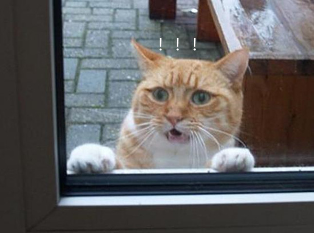 猫咪被骂后离家出走,不料外面下起雨,主人隔着玻璃强忍笑意