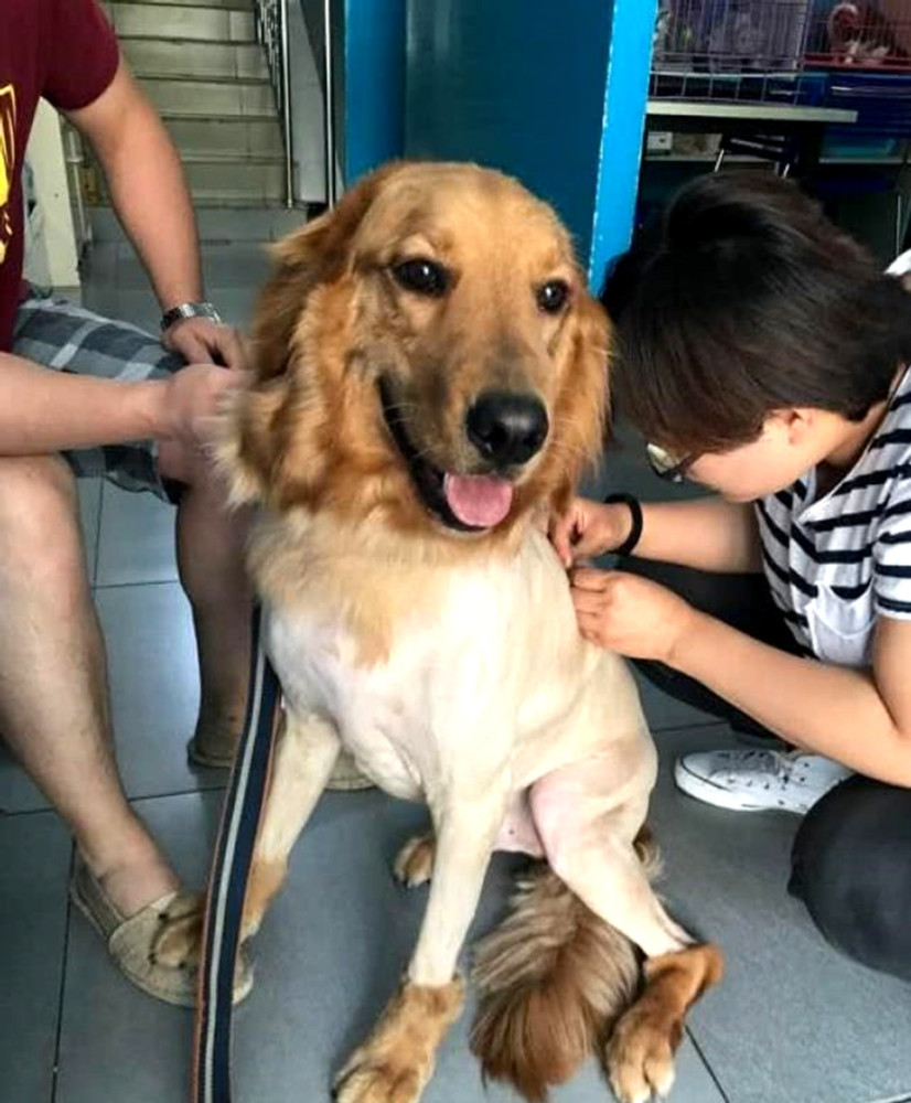 男子担心天太热热坏金毛,拿起剪刀就给它修毛,剪完却