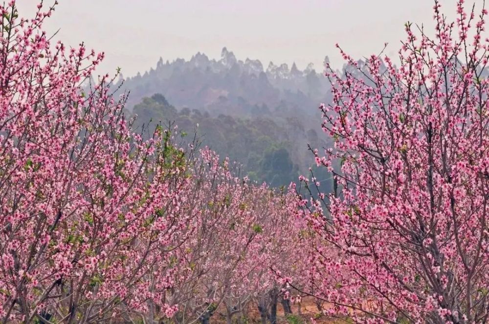 行摄花都千亩桃园走桃花运,攀森林氧吧的王子山