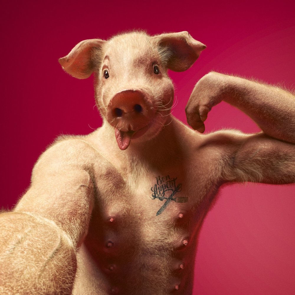 摄影师创造出了世界上最性感的猪!看完猪年会有桃花运