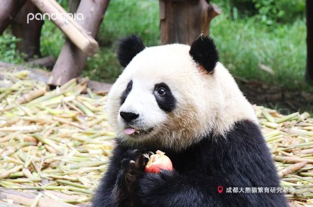 这些正确的拜年技巧你应该掌握