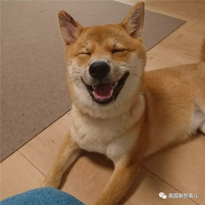 笑容是会连锁传染的~ 2月5日是微笑日,其实喵星人也会笑和苦笑噢.