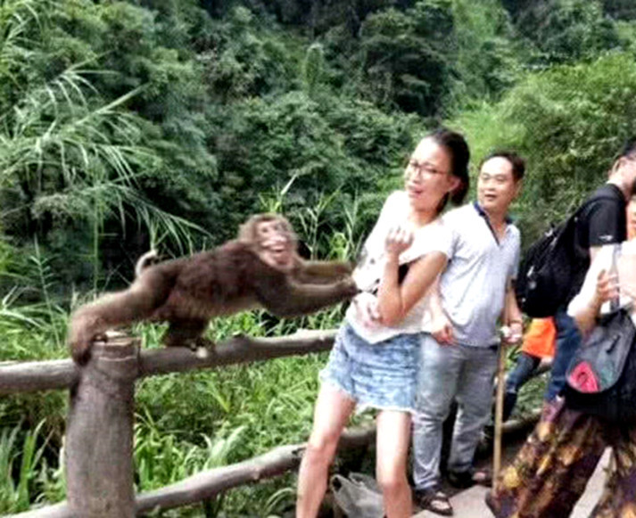 猴子被女游客戏弄,生气一把逮住衣服,猴子:今天