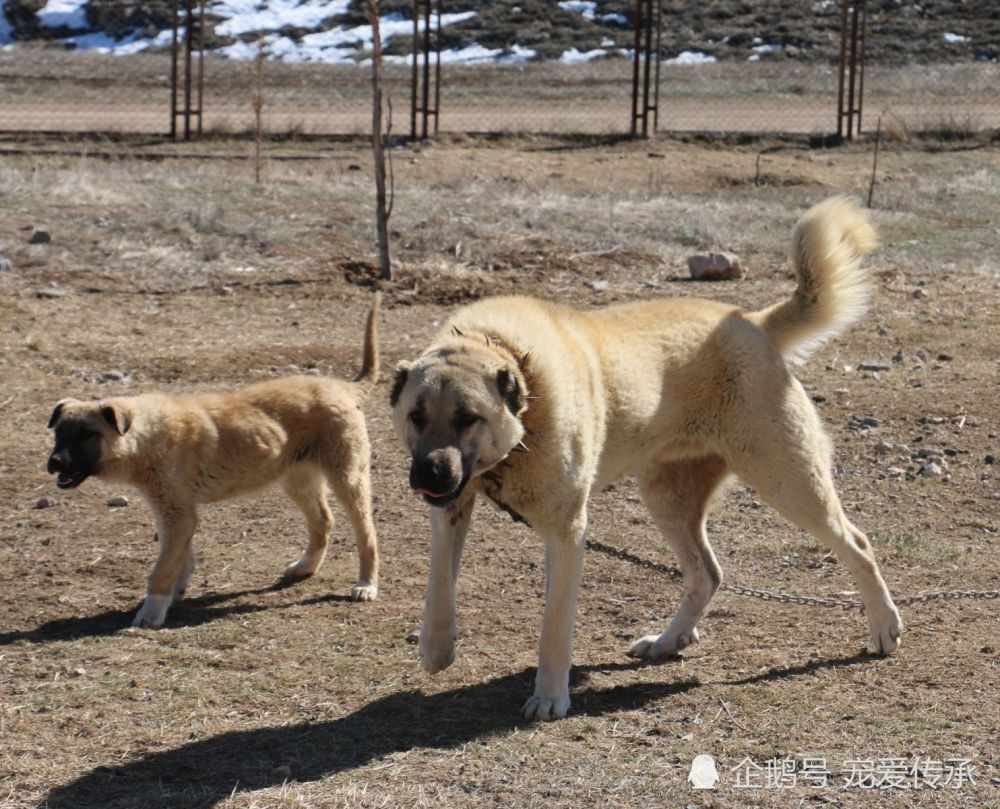 藏獒最具怕的5种猛犬,其中一种把狼玩弄于股掌,属于