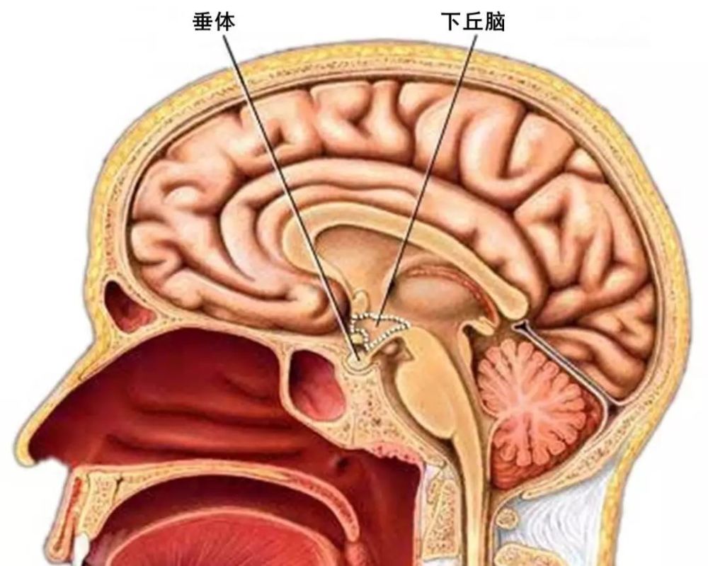 所以,harris就猜想下丘脑的细胞也会分泌激素,然后这些激素经过垂体门