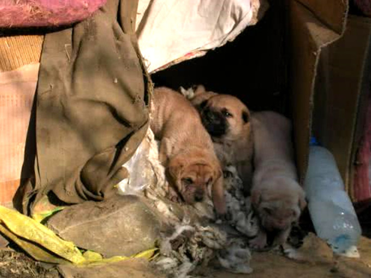 女孩怀孕害怕被骂,产子后将女婴丢路边,流浪狗