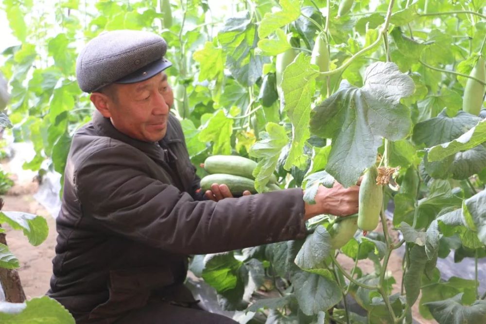 桃花开,瓜香溢,外面寒风凛冽,通辽这里却春意正浓