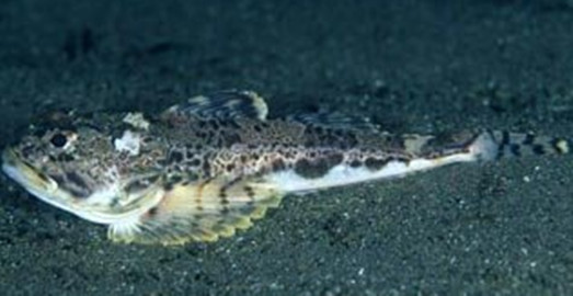 鱼离开水就不能活?这些鱼不但离开水不会死,还