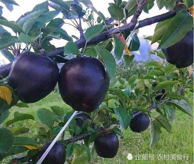西藏山上才有的的黑苹果,过去农村娃不爱吃,如