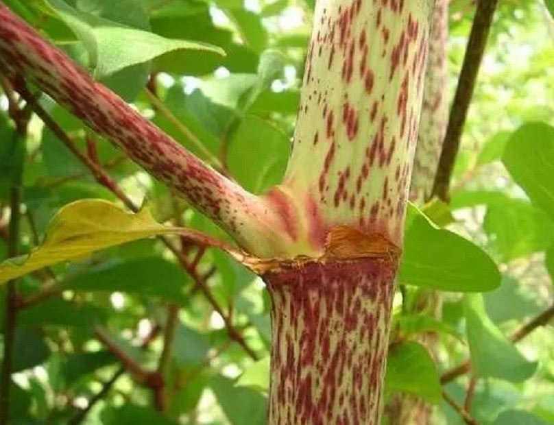 长在水沟旁的野草,人们称为"花斑竹"能当野菜吃还能清热解毒