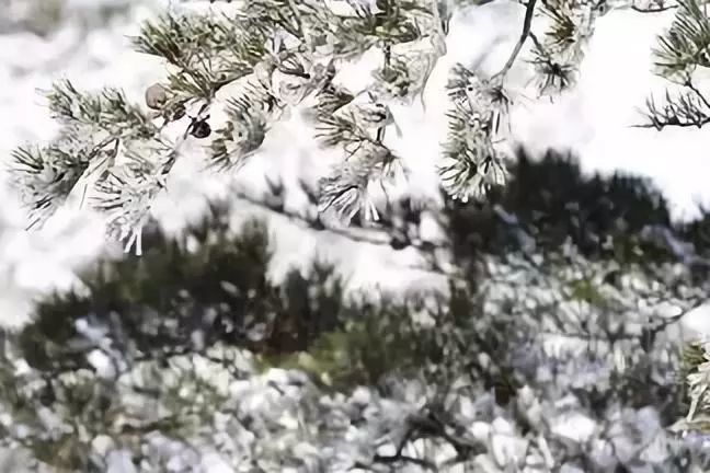 在万物凋弊的冰天雪地里,唯有松竹傲雪凌霜,岿然不动,张开双臂迎接着