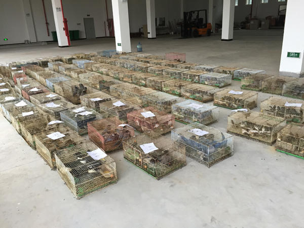放生成贩鸟生财之道 有人耗资百万后转型当志愿者
