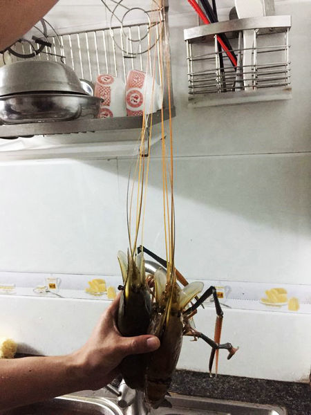 巨虾担忧?体长可达一米,有人入侵泛滥成灾,网雅攻略湖茵图片