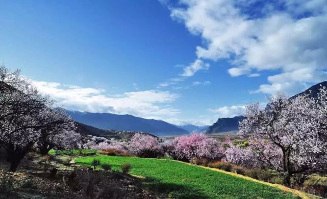 三月,为什么看林芝桃花,一定要走川藏线?