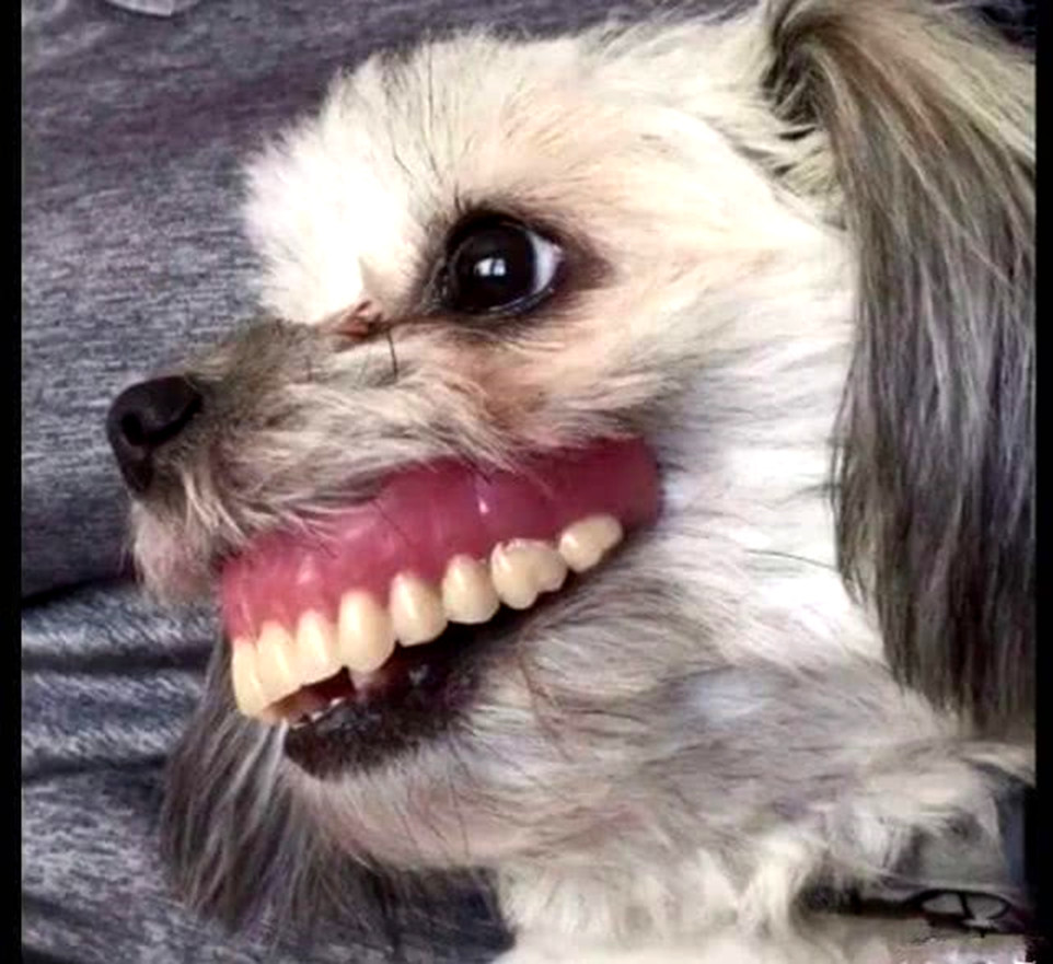 奶奶假牙突然不见了,急得家人一起找,看到在这