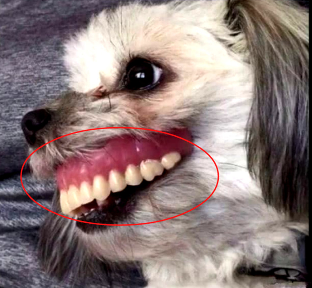 奶奶假牙突然不见了,急得家人一起找,看到在这