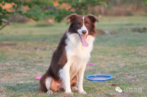 边牧专栏丨边境牧羊犬品种介绍