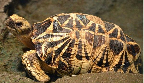 地球10大最受欢迎的宠物龟,金钱龟榜首,蛋龟第
