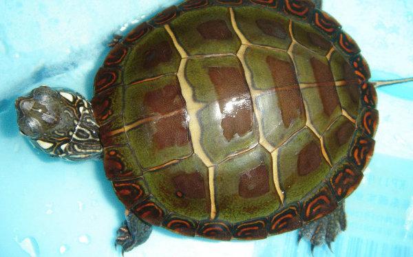 地球10大最受欢迎的宠物龟,金钱龟榜首,蛋龟第