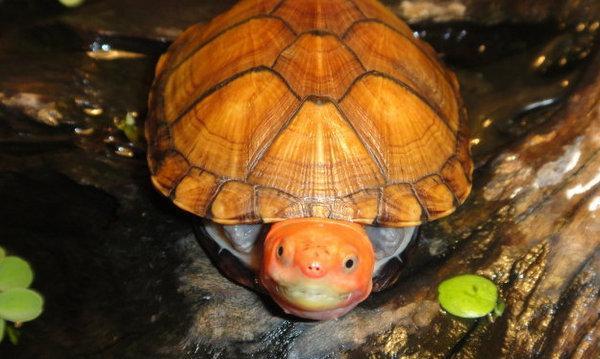 地球10大最受欢迎的宠物龟,金钱龟榜首,蛋龟第