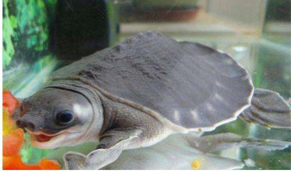 地球10大最受欢迎的宠物龟,金钱龟榜首,蛋龟第